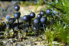 Lamproderma columbinum