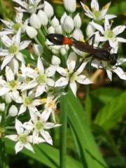 Ammophila
