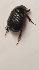 Adoryphorus coulonii