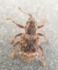 Sthereus quadrituberculatus