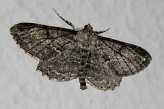 Peribatodes rhomboidaria