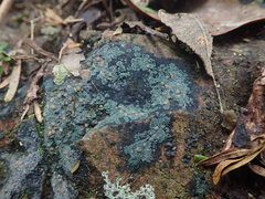 Fuscopannaria subimmixta