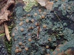 Fuscopannaria subimmixta