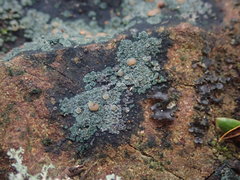 Fuscopannaria subimmixta