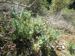 Veronica albicans