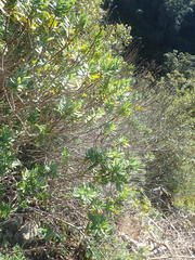 Veronica albicans