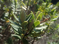 Veronica albicans