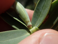 Veronica albicans