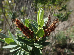 Veronica albicans