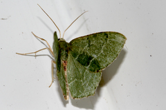 Hemithea aestivaria