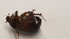 Adoryphorus coulonii