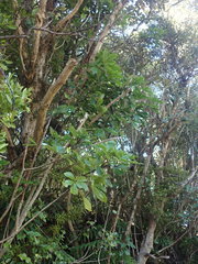 Pseudopanax macintyrei