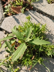 Caryopteris × clandonensis
