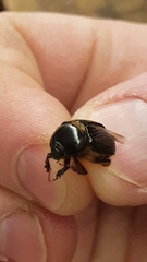 Adoryphorus coulonii