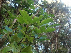 Pseudopanax macintyrei