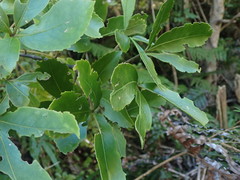 Pseudopanax macintyrei