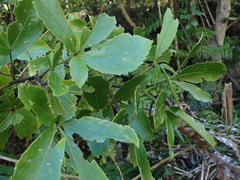 Pseudopanax macintyrei