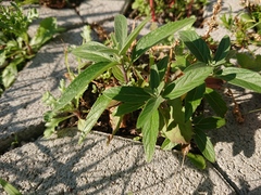 Caryopteris × clandonensis