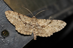 Peribatodes rhomboidaria