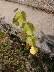 Vitis vinifera vinifera