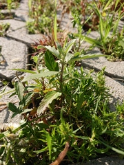 Caryopteris × clandonensis