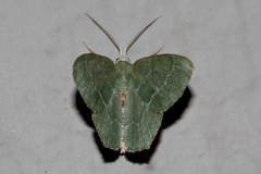 Hemithea aestivaria