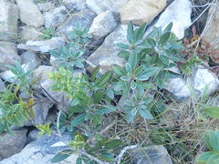 Brachyglottis laxifolia