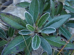 Brachyglottis laxifolia