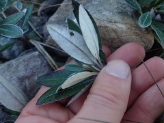 Brachyglottis laxifolia