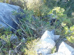 Brachyglottis laxifolia