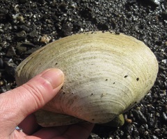 Mactrinae