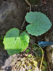 Angiospermae