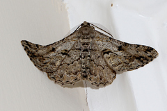 Peribatodes rhomboidaria