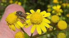 Senecio burchellii