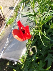 Papaver rhoeas