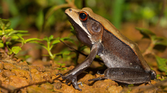 Clinotarsus curtipes