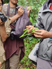 Ahaetulla farnsworthi