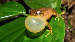 Raorchestes luteolus