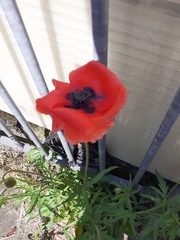 Papaver rhoeas