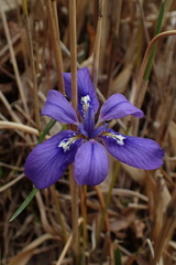 Iris rossii
