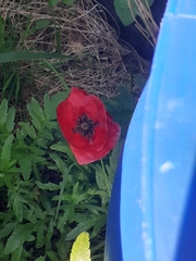 Papaver rhoeas