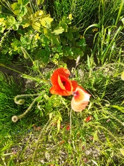 Papaver rhoeas