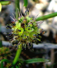 Opercularia vaginata