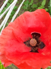 Papaver rhoeas