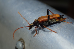 Leptura modicenotata