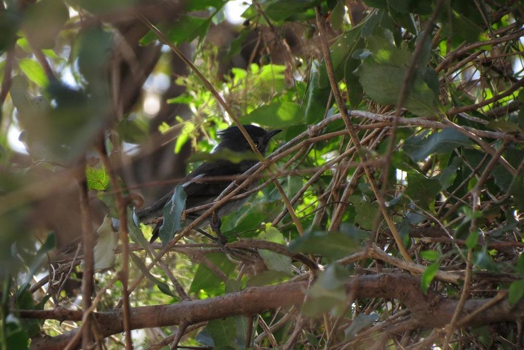 Southern Crested-flycatcher