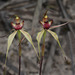 Caladenia lowanensis - Photo (c) Linda Rogan,  זכויות יוצרים חלקיות (CC BY-NC-ND)