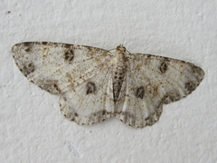 Ophthalmitis albosignaria