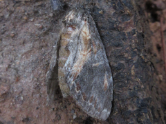 Peridea lativitta
