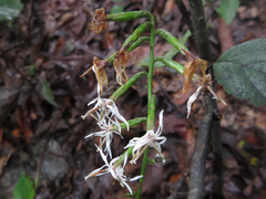 Ainsliaea acerifolia